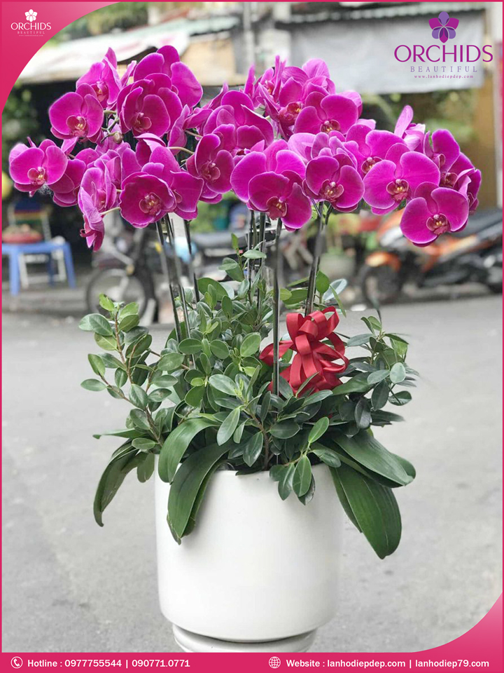 Chậu hoa lan hồ điệp tím 6 cành