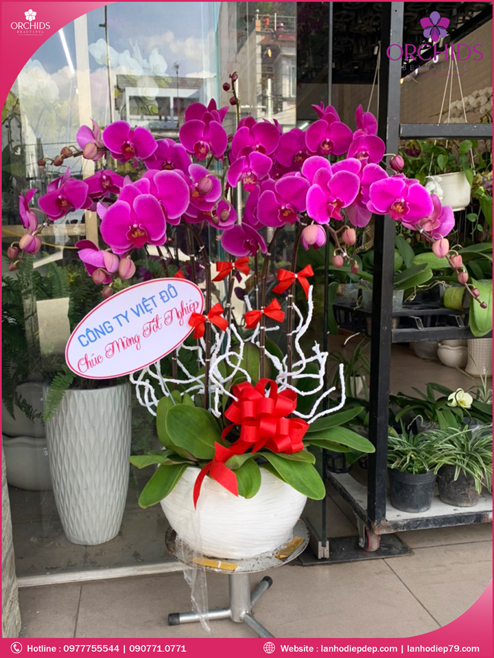 Chậu hoa lan hồ điệp tím 7 cành