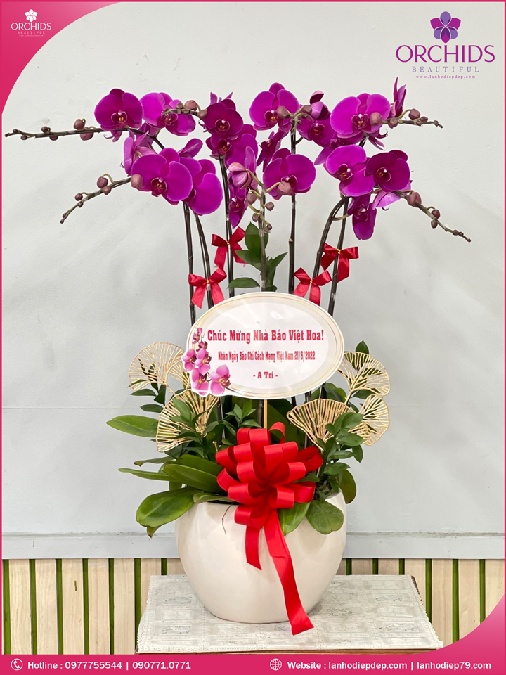Chậu hoa lan hồ điệp tím 7 cành