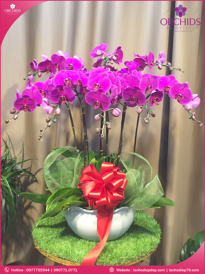 Chậu hoa lan hồ điệp tím 8 cành