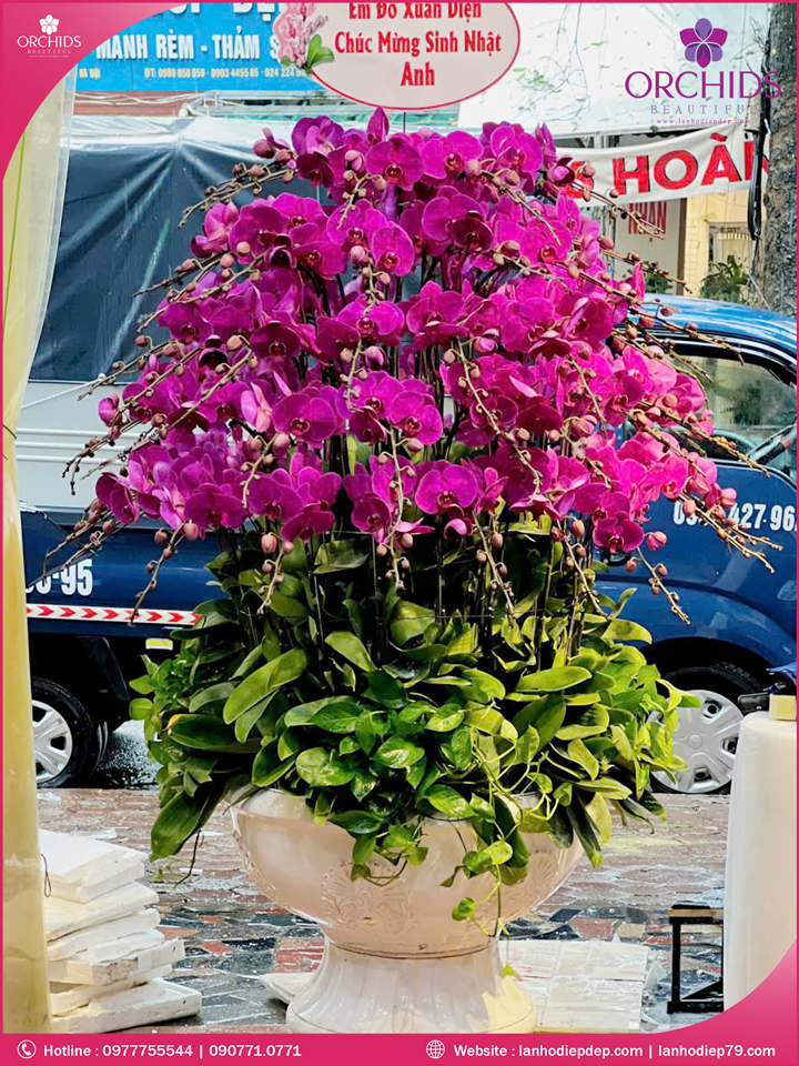Chậu hoa lan hồ điệp tím 89 cành