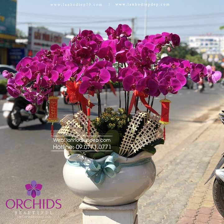 Chậu hoa lan tím đẹp