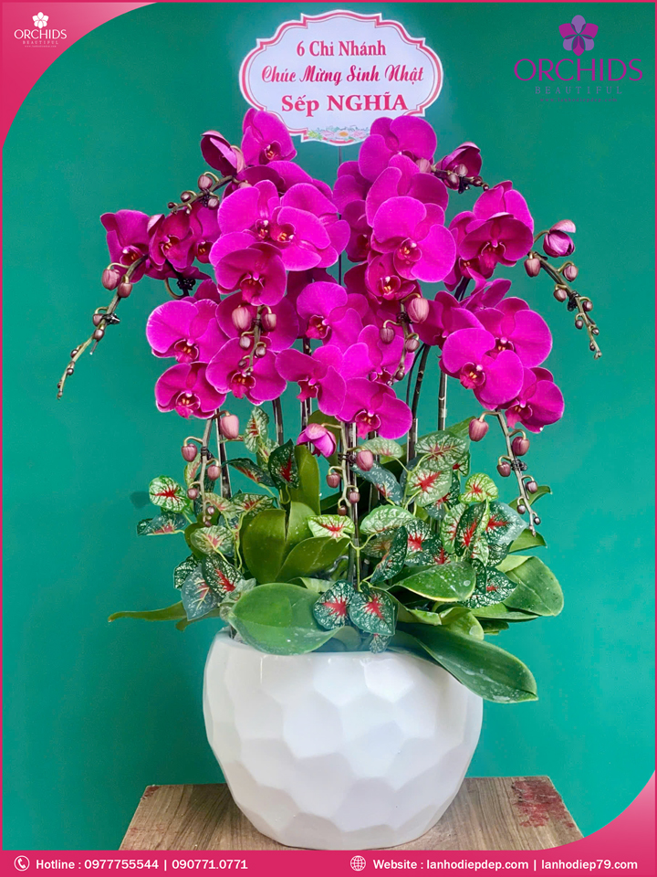 Chậu hoa lan hồ điệp tím 9 cành