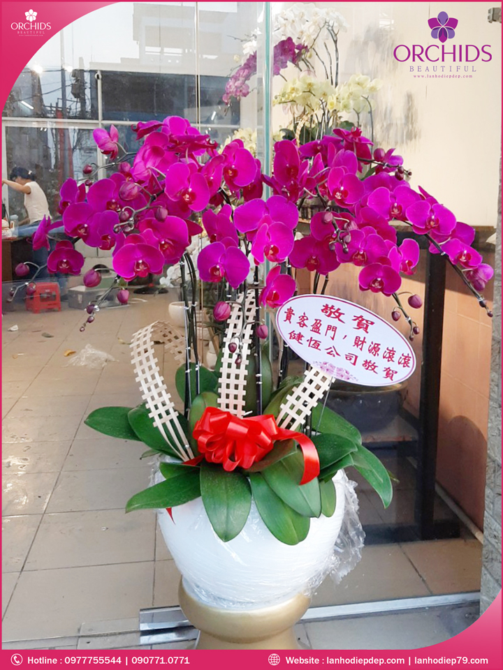 Chậu hoa lan hồ điệp tím 9 cành