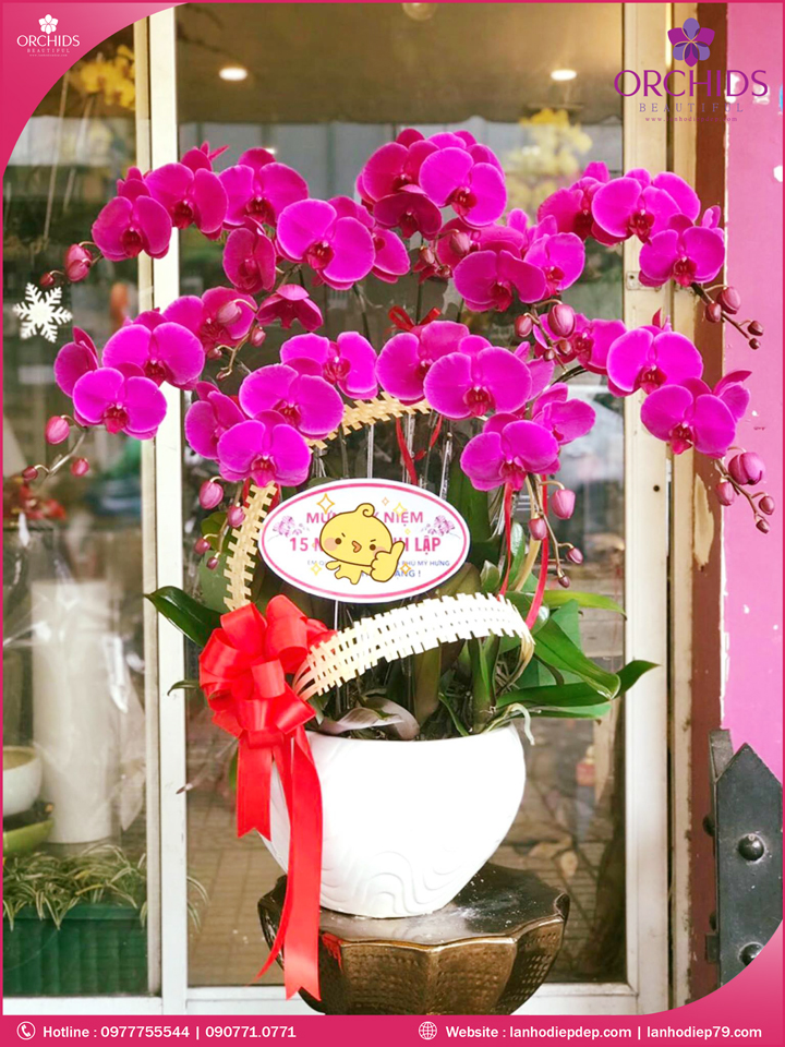 Chậu hoa lan hồ điệp tím 9 cành