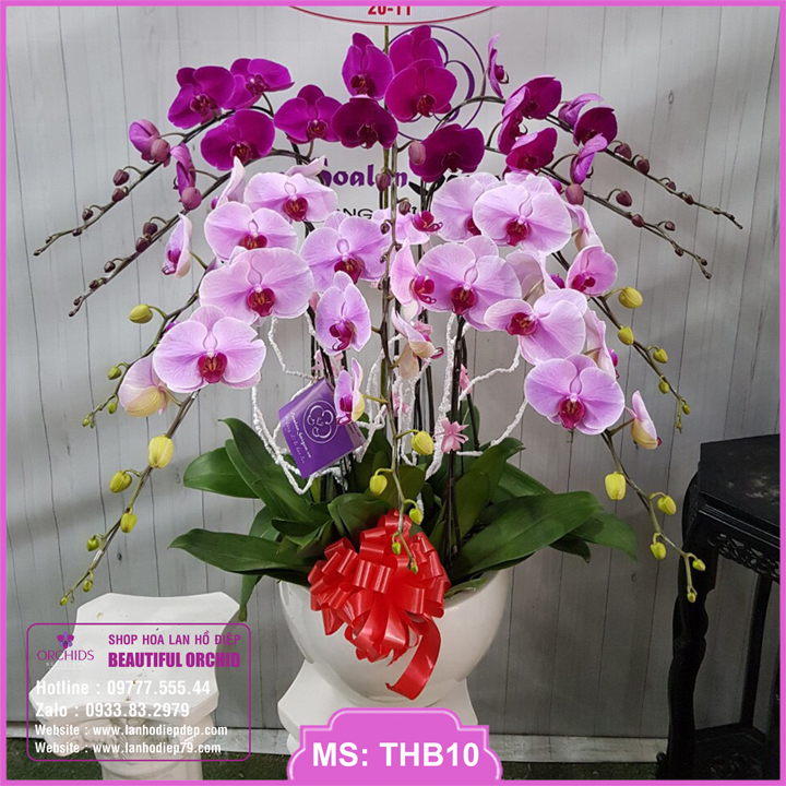 Bình hoa lan đẹp, Chậu hoa lan hồ điệp đẹp 10 cành màu tím hồng
