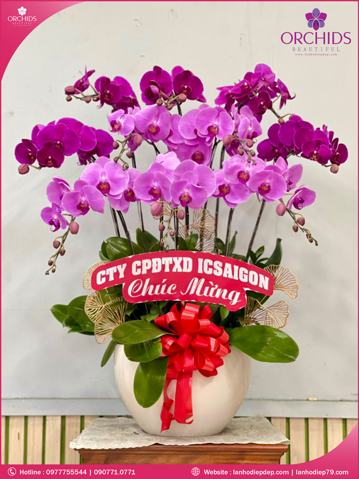 Chậu hoa lan hồ điệp tím hồng 10 cành