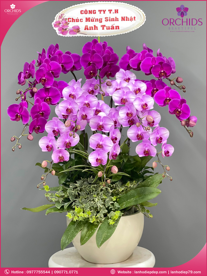 Chậu hoa lan hồ điệp tím hồng 10 cành