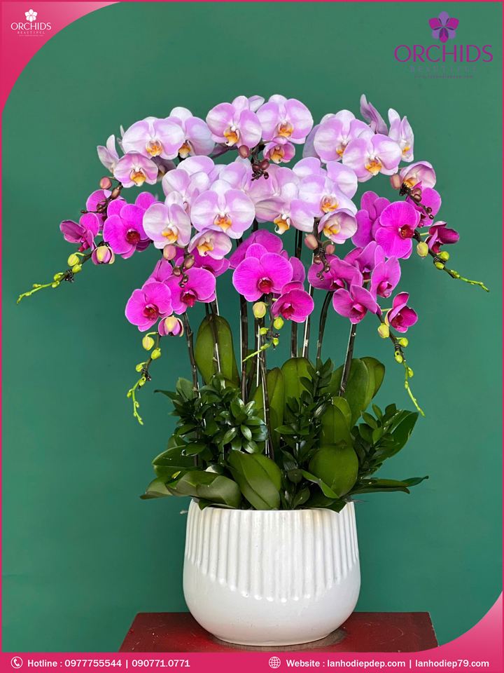 Chậu hoa lan hồ điệp tím hồng 10 cành