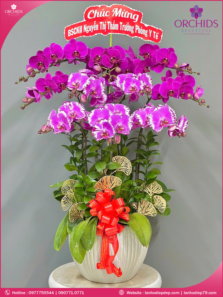 Chậu hoa lan hồ điệp tím hồng 10 cành