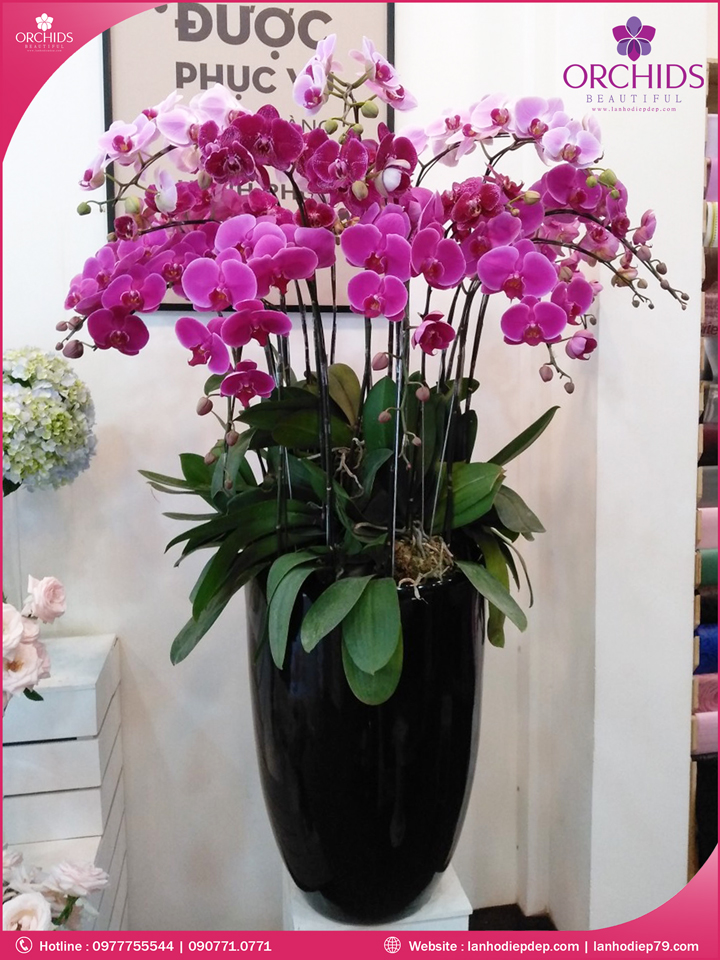 Chậu hoa lan hồ điệp tím hồng 12 cành