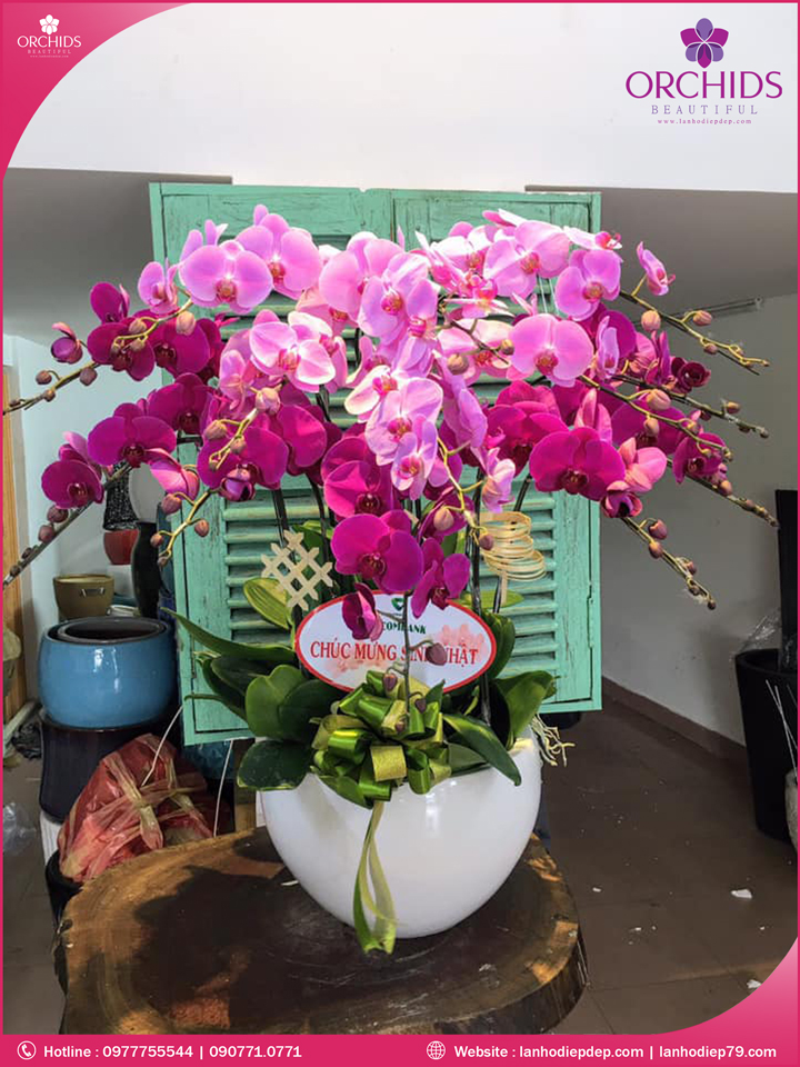 Chậu hoa lan hồ điệp tím hồng 12 cành