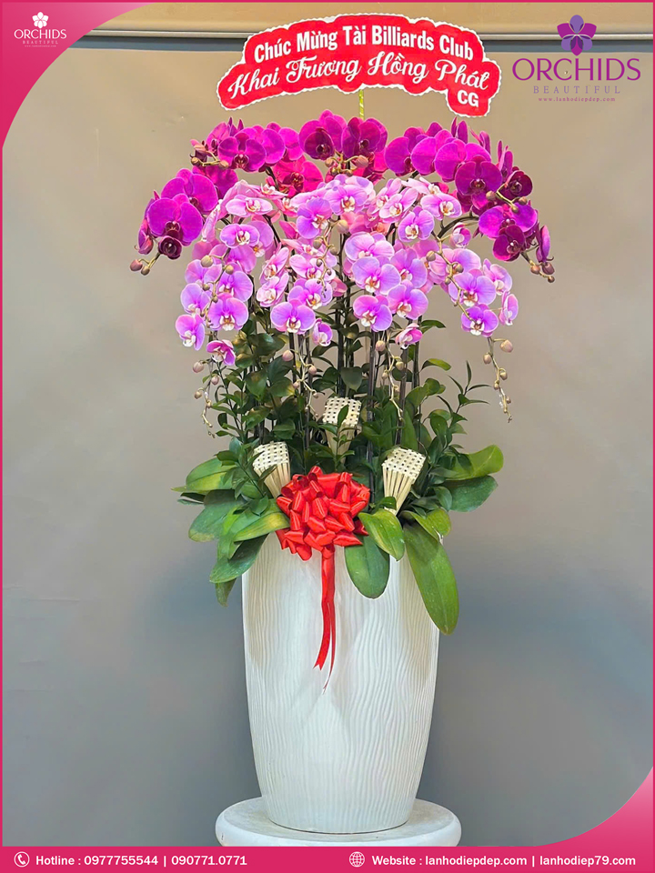 Chậu hoa lan hồ điệp tím hồng 12 cành