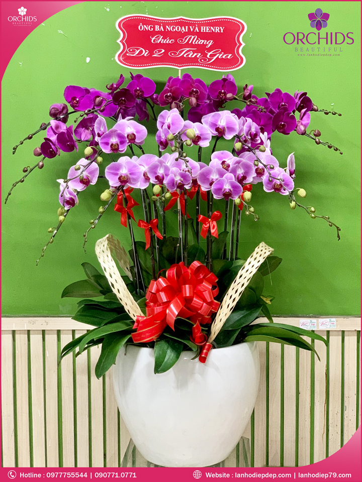 Chậu hoa lan hồ điệp tím hồng 15 cành
