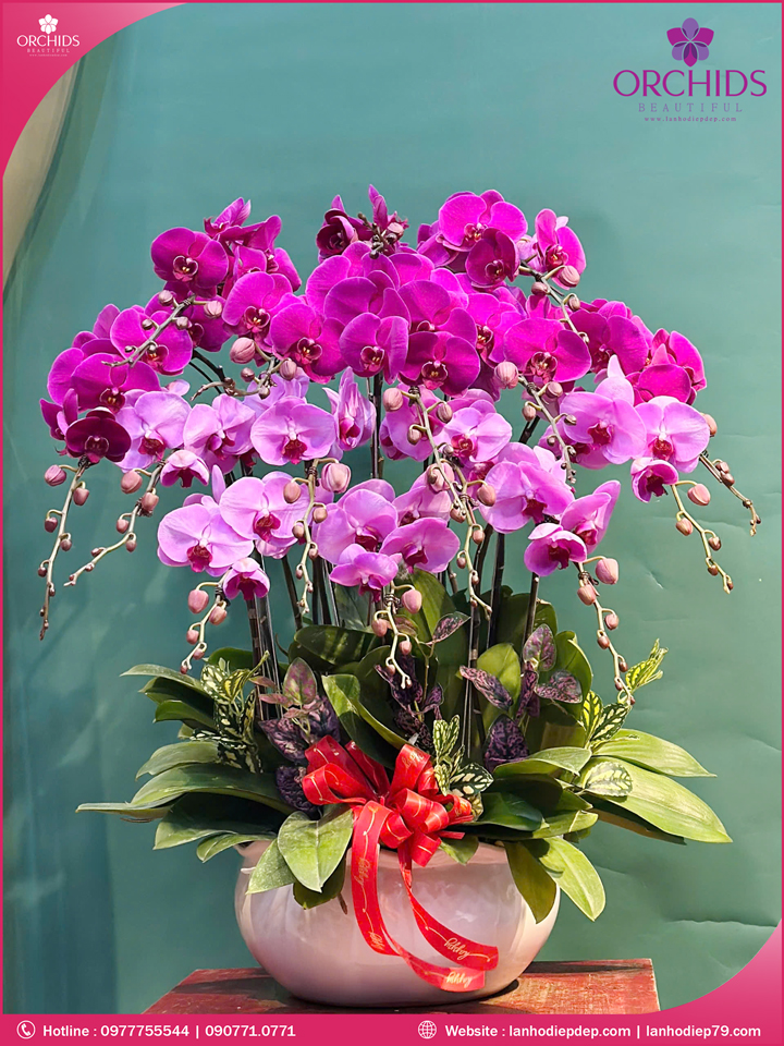 Chậu hoa lan hồ điệp tím hồng 15 cành