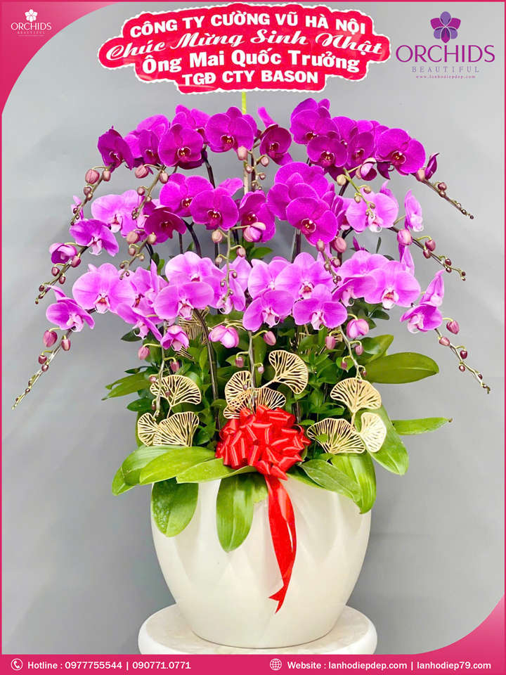 Chậu hoa lan hồ điệp tím hồng 15 cành