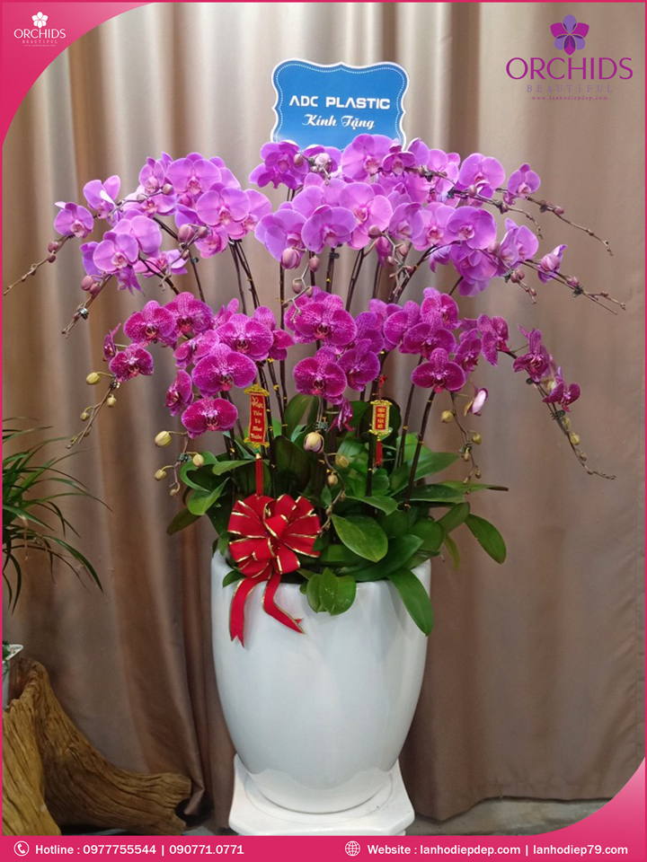 Chậu hoa lan hồ điệp tím hồng 17 cành