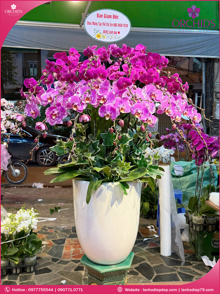 Chậu hoa lan hồ điệp tím hồng 17 cành