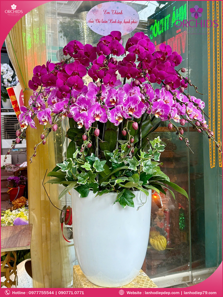 Chậu hoa lan hồ điệp tím hồng 18 cành