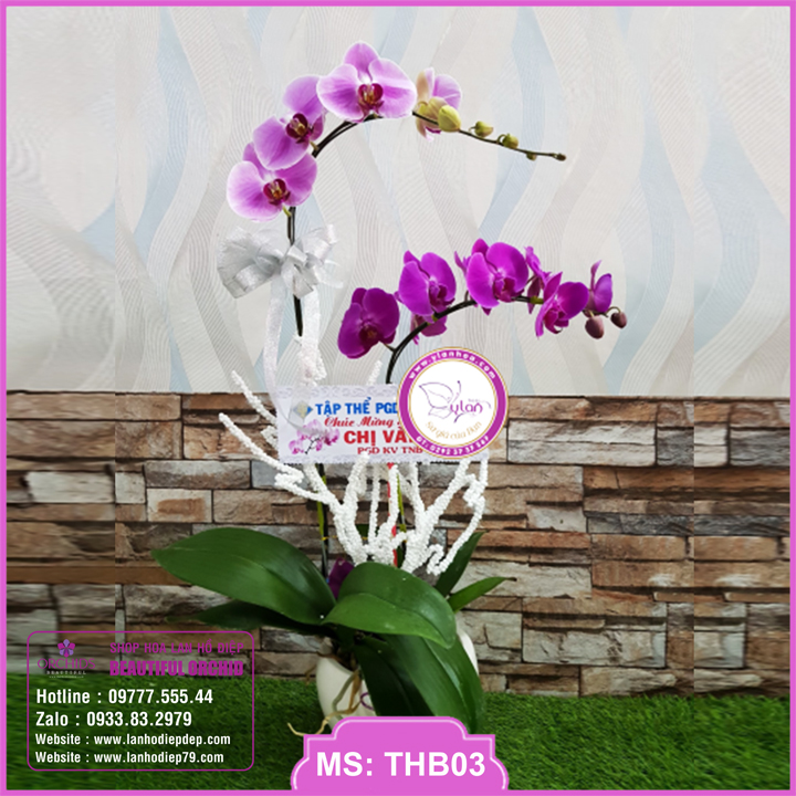 Chậu hoa lan hồ điệp tím hồng 2 cành
