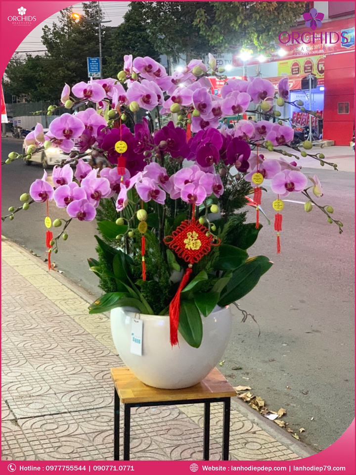 Chậu hoa lan hồ điệp tím hồng 20 cành