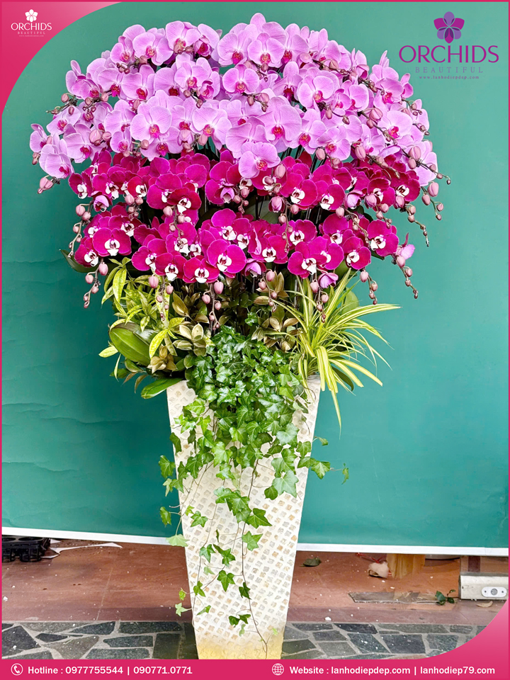 Chậu hoa lan hồ điệp hồng 30 cành
