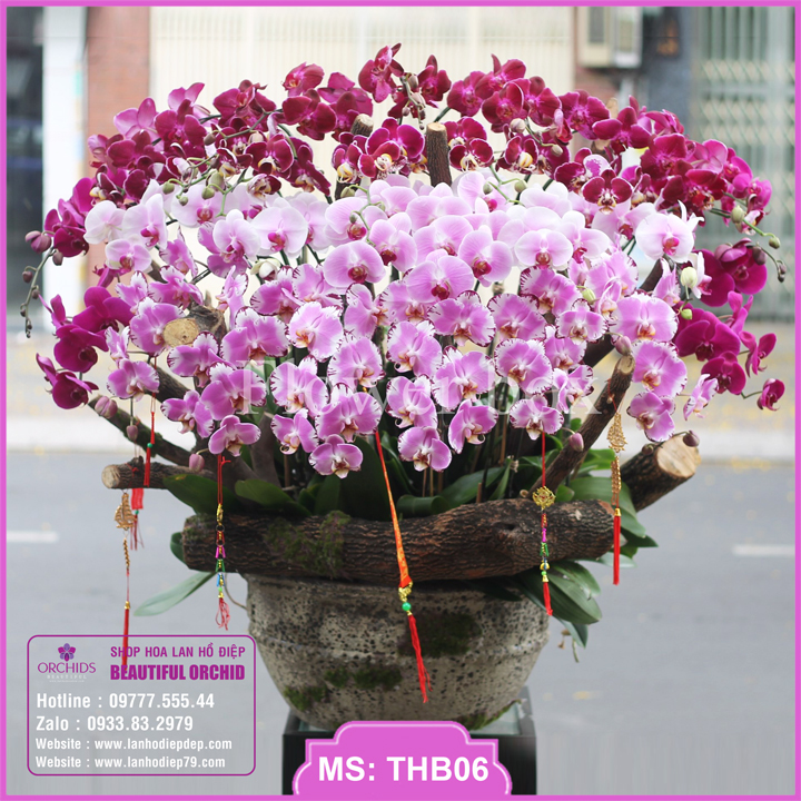 Chậu hoa lan hồ điệp cao cấp 39 cành màu tím hồng rất đẹp