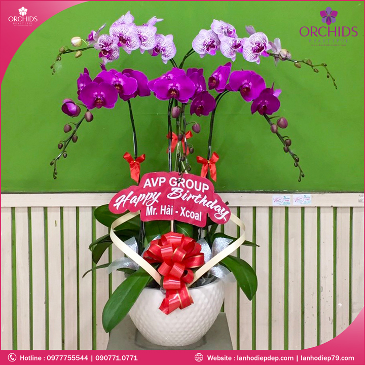 Chậu hoa lan hồ điệp tím hồng 5 cành