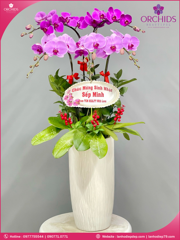 Chậu hoa lan hồ điệp tím hồng 5 cành