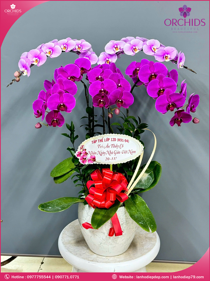 Chậu hoa lan hồ điệp tím hồng 5 cành