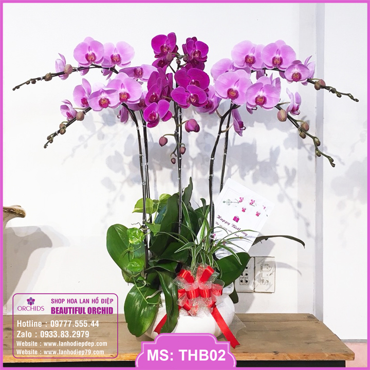 Chậu lan hồ điệp giá rẻ hoa đẹp, bán chậu hoa lan hồ điệp tím hồng 6 cành