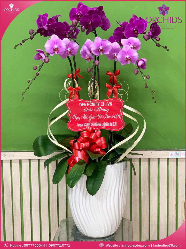 Chậu hoa lan hồ điệp tím hồng 6 cành