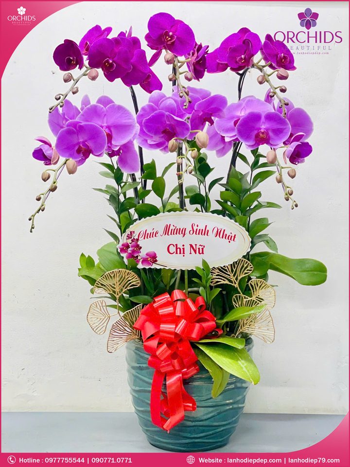 Chậu hoa lan hồ điệp tím hồng 6 cành