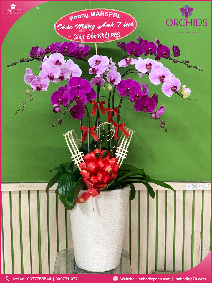 Chậu hoa lan hồ điệp tím hồng 7 cành