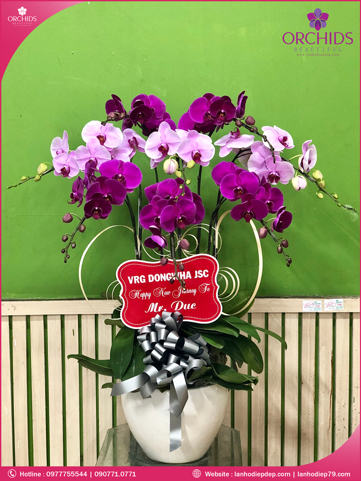 Chậu hoa lan hồ điệp tím hồng 8 cành