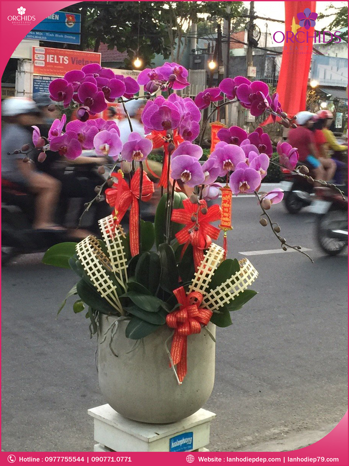 Chậu hoa lan hồ điệp tím hồng 9 cành