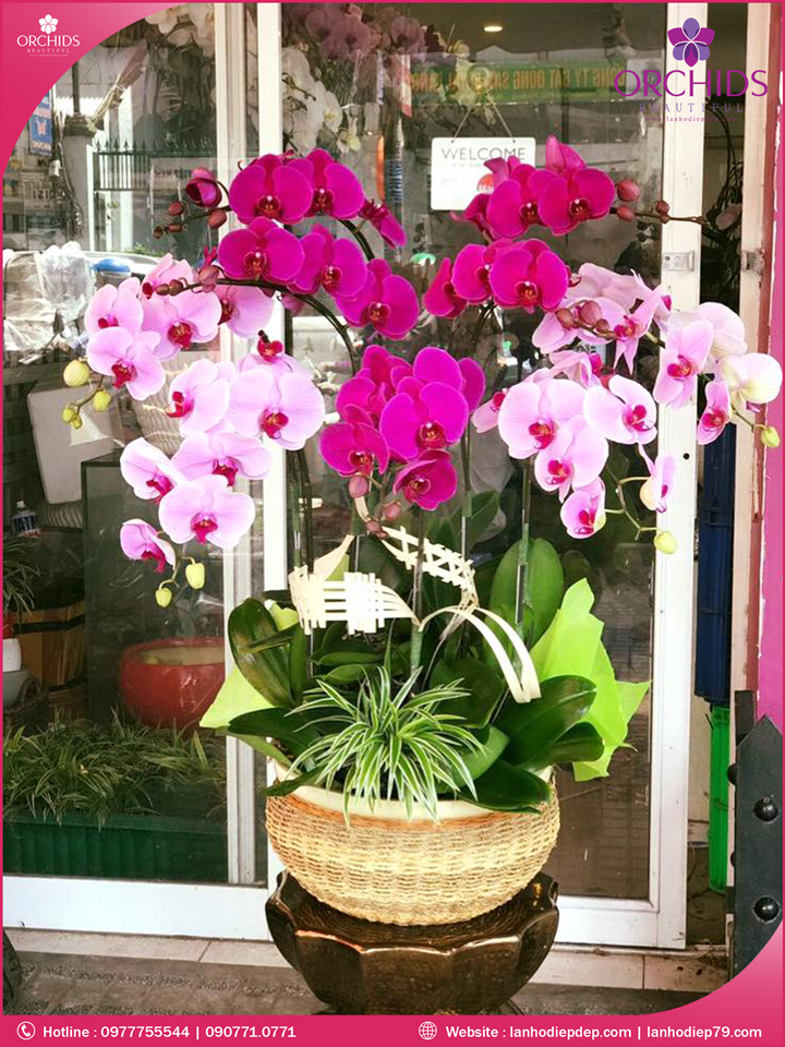 Chậu hoa lan hồ điệp tím hồng 9 cành