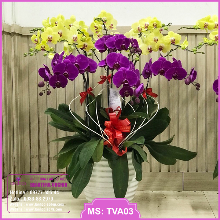 Chậu hoa lan hồ điệp màu tím vàng tặng sinh nhật hoặc khai trương gồm có 10 cành hoa