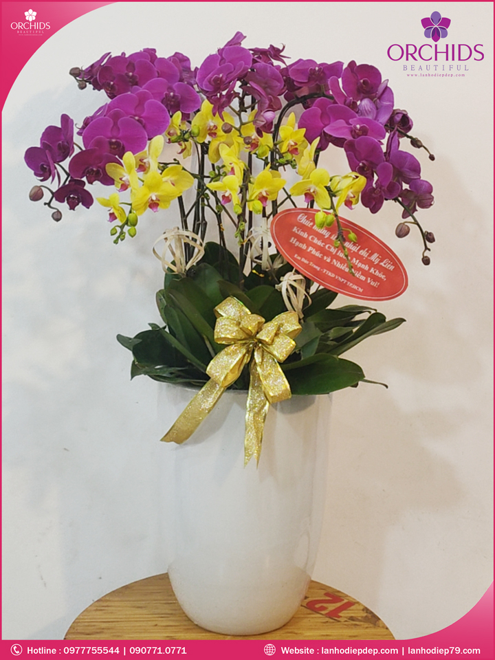 Chậu hoa lan hồ điệp tím vàng 10 cành