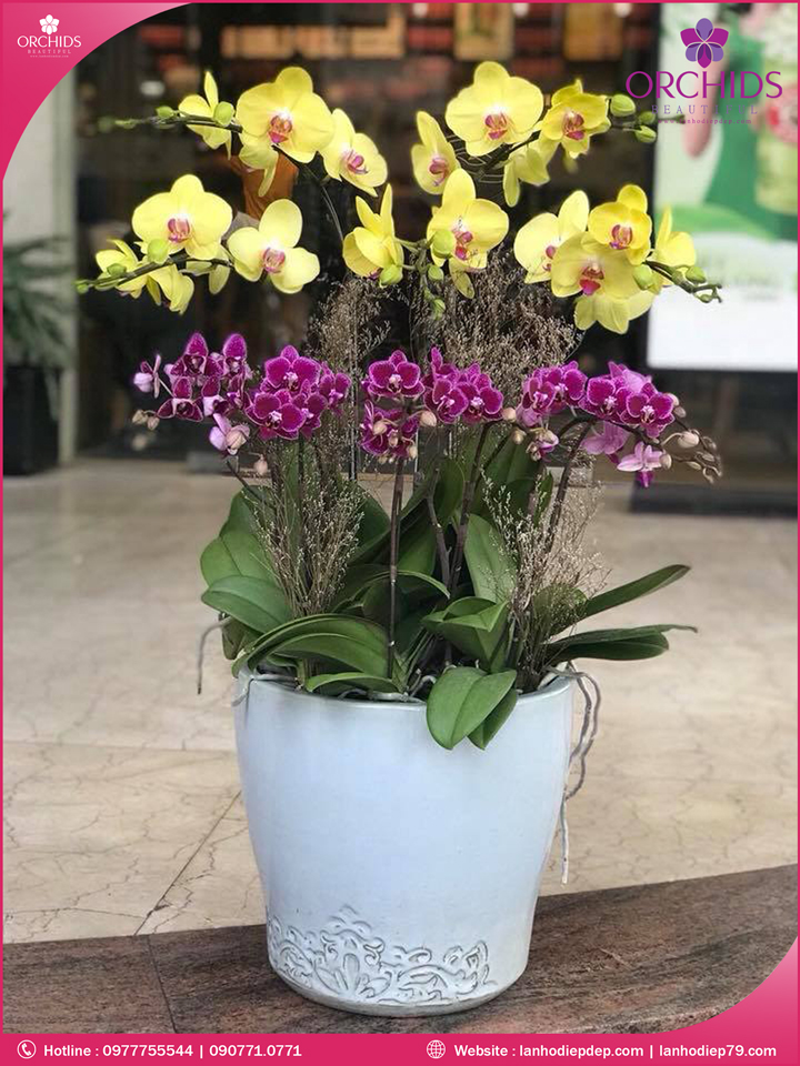 Chậu hoa lan hồ điệp tím vàng 10 cành