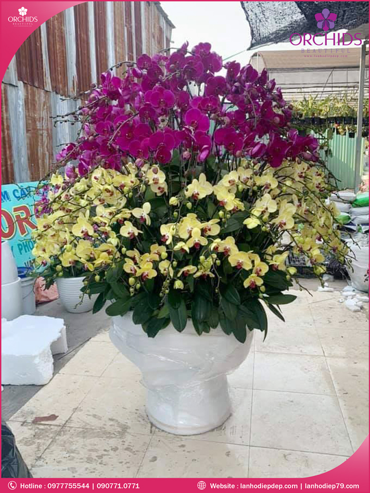 Chậu hoa lan hồ điệp tím vàng 100 cành