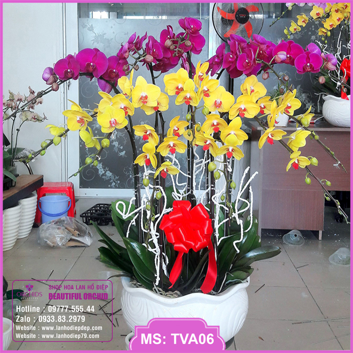 Chậu hoa lan hồ điệp 12 cành màu tím vàng là món quà ý nghĩa dành tặng người thân, bạn bè và đối tác, thể hiện sự sang trọng và đẳng cấp
