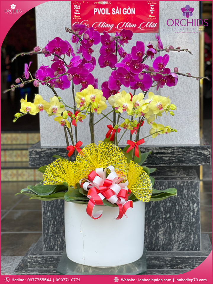 Chậu hoa lan hồ điệp tím vàng 12 cành