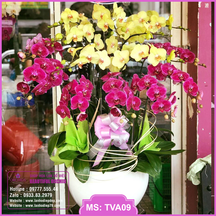 Lan hồ điệp chậu đẹp