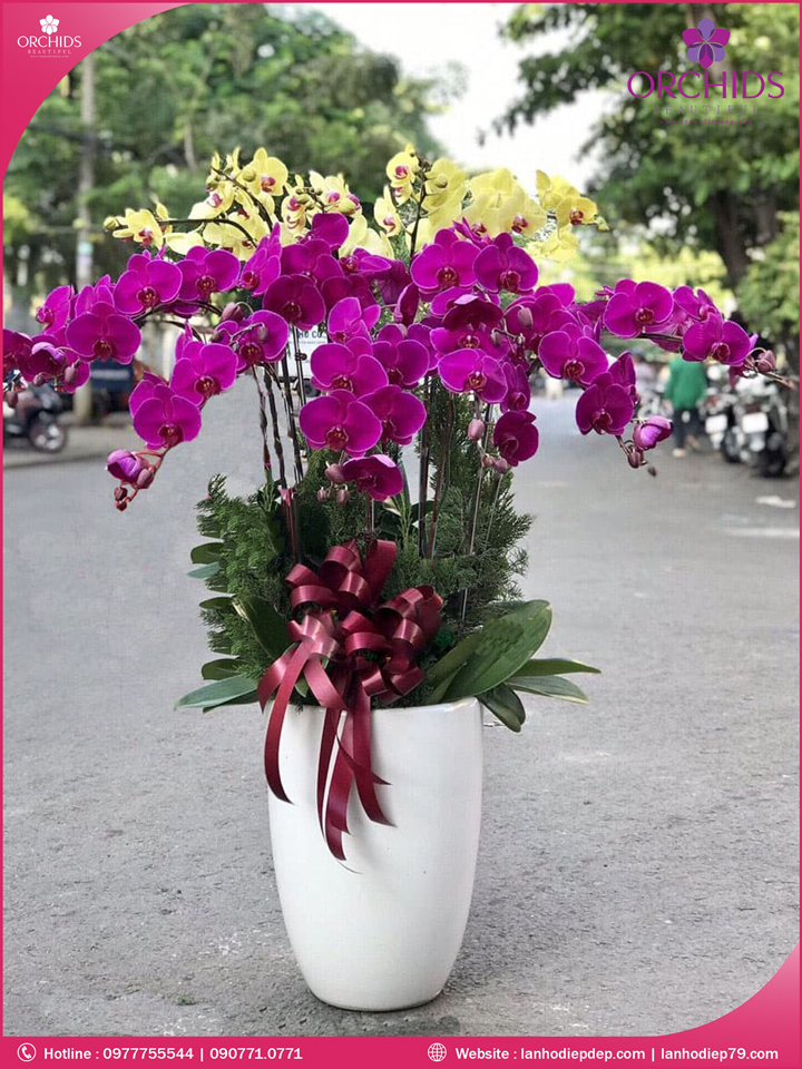 Chậu hoa lan hồ điệp tím vàng 15 cành