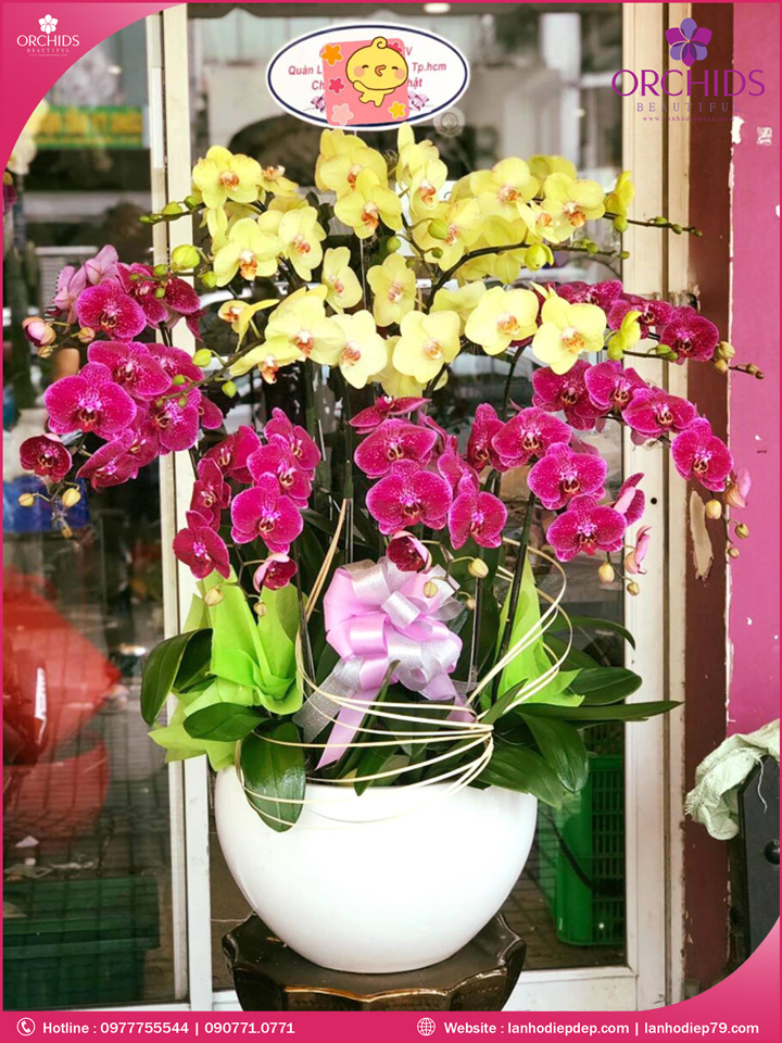 Chậu hoa lan hồ điệp tím vàng 15 cành