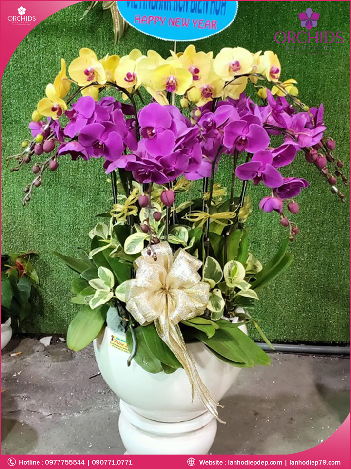 Chậu hoa lan hồ điệp tím vàng 19 cành
