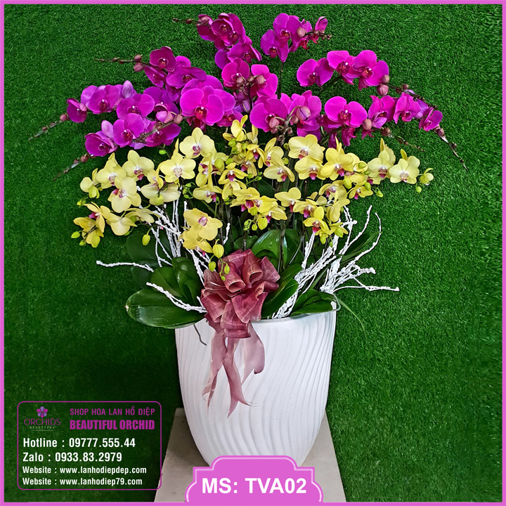 Chậu hoa lan hồ điệp tím vàng 20 cành tặng khai trương đối tác, khách hàng