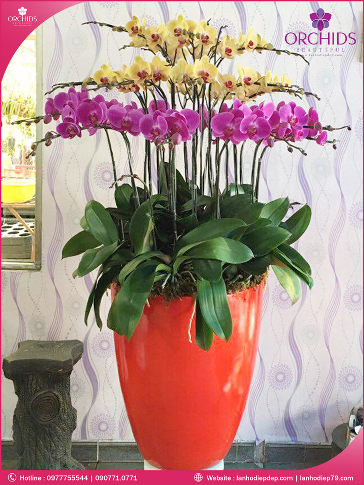 Chậu hoa lan hồ điệp tím vàng 20 cành