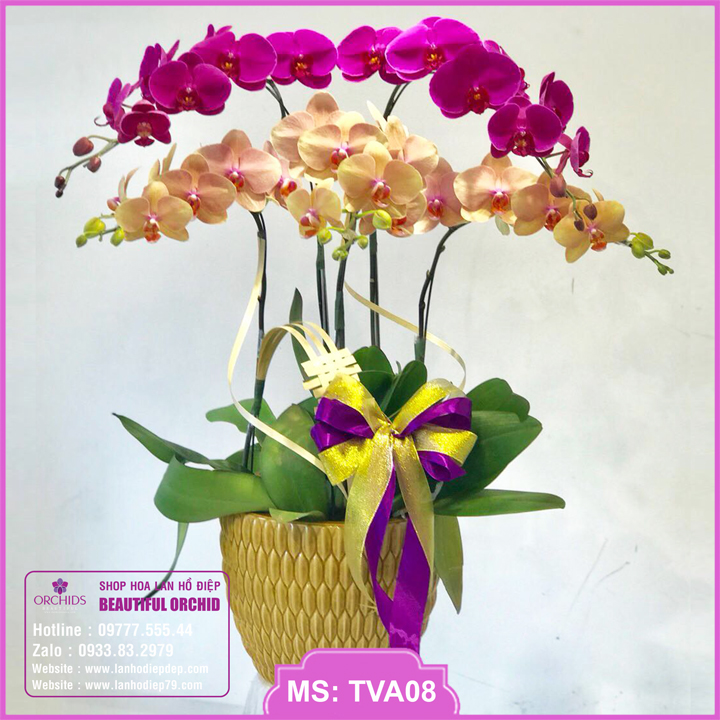 Chậu hoa lan hồ điệp giá rẻ 5 cành
